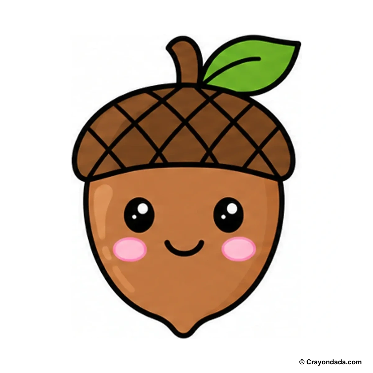 How to Draw an Acorn Cap finished drawing