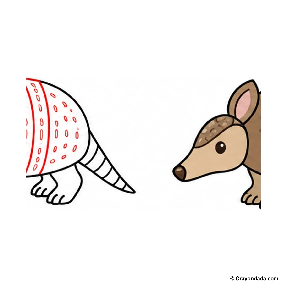 How to Draw an Armadillo finished drawing