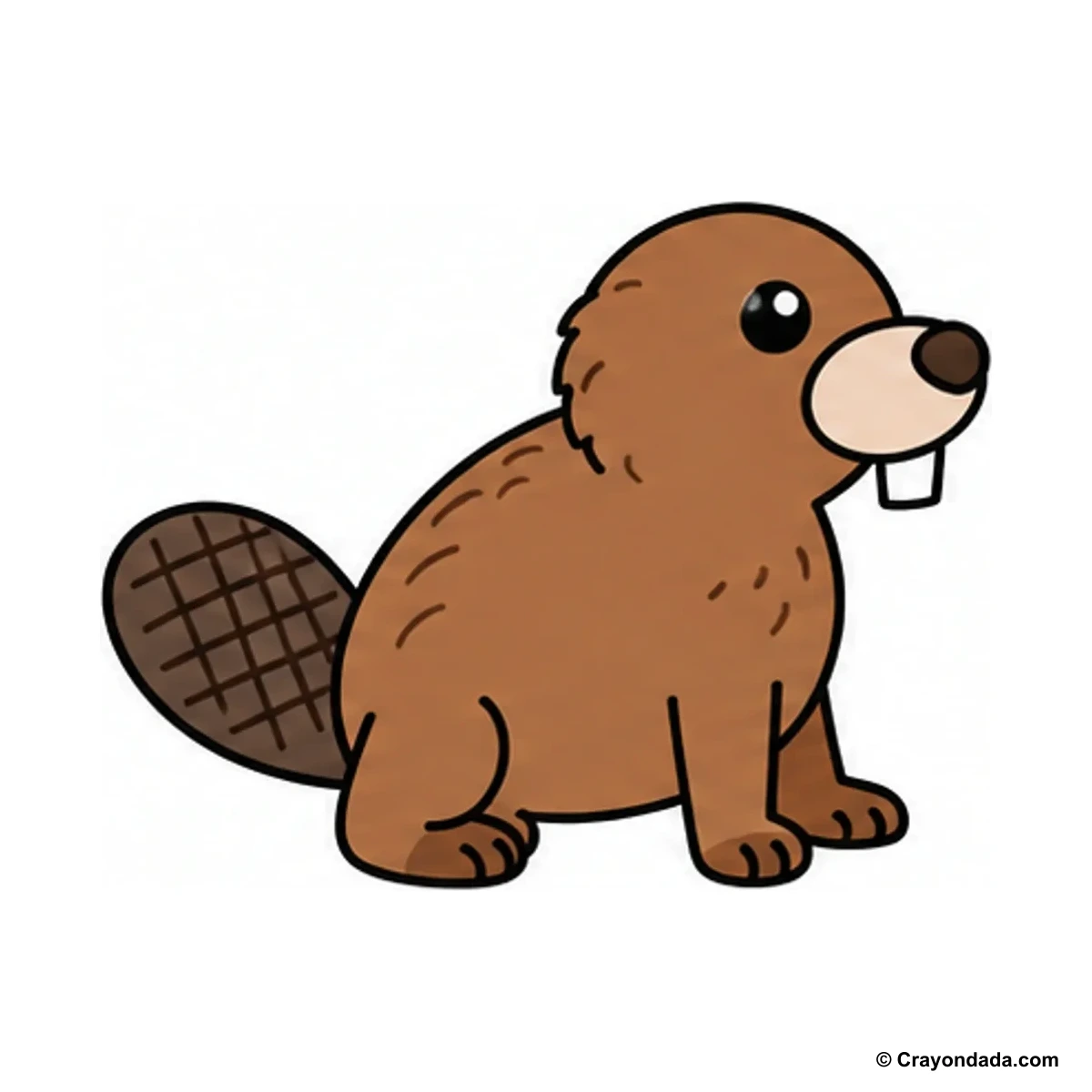How to Draw a Beaver finished drawing