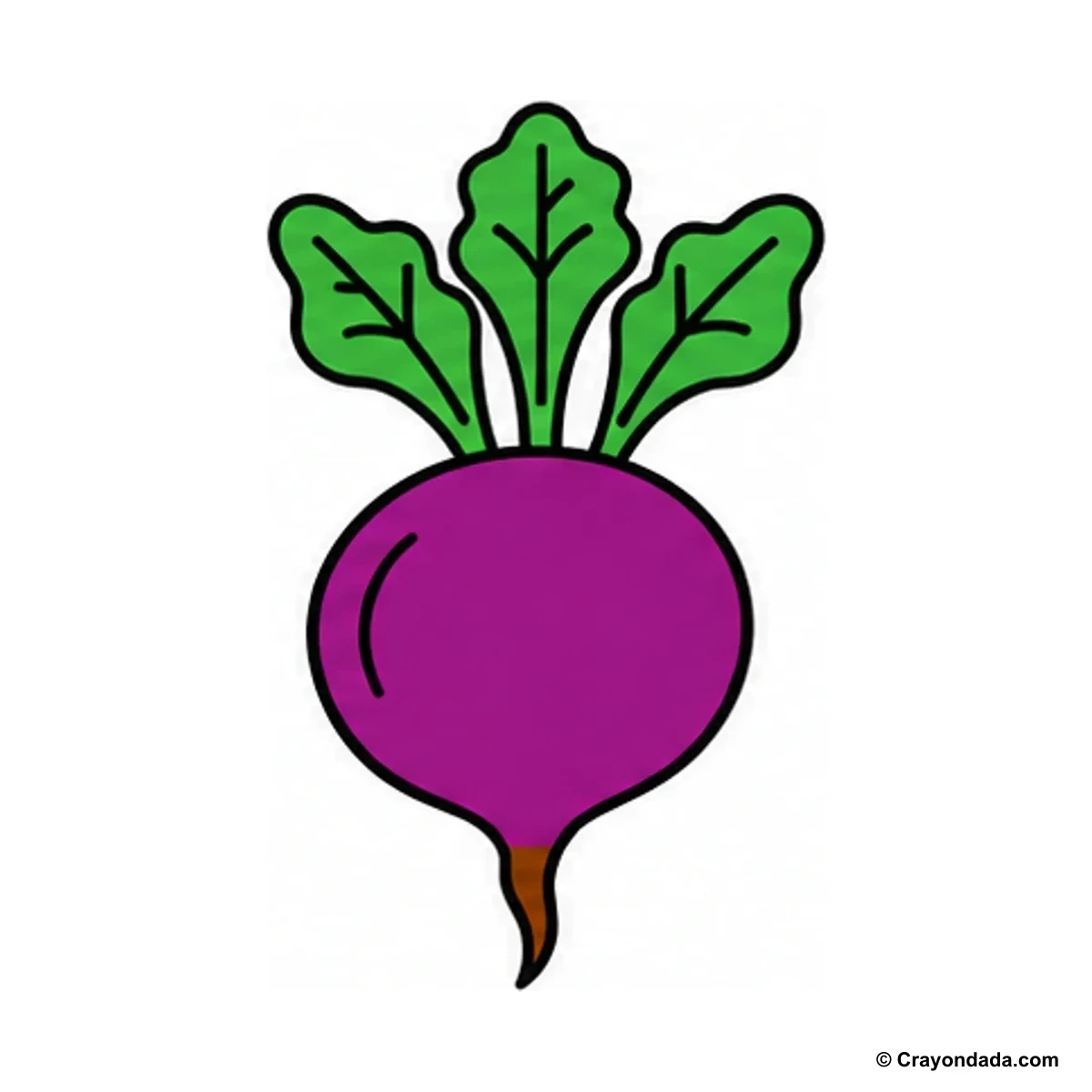 How to Draw a Beetroot finished drawing