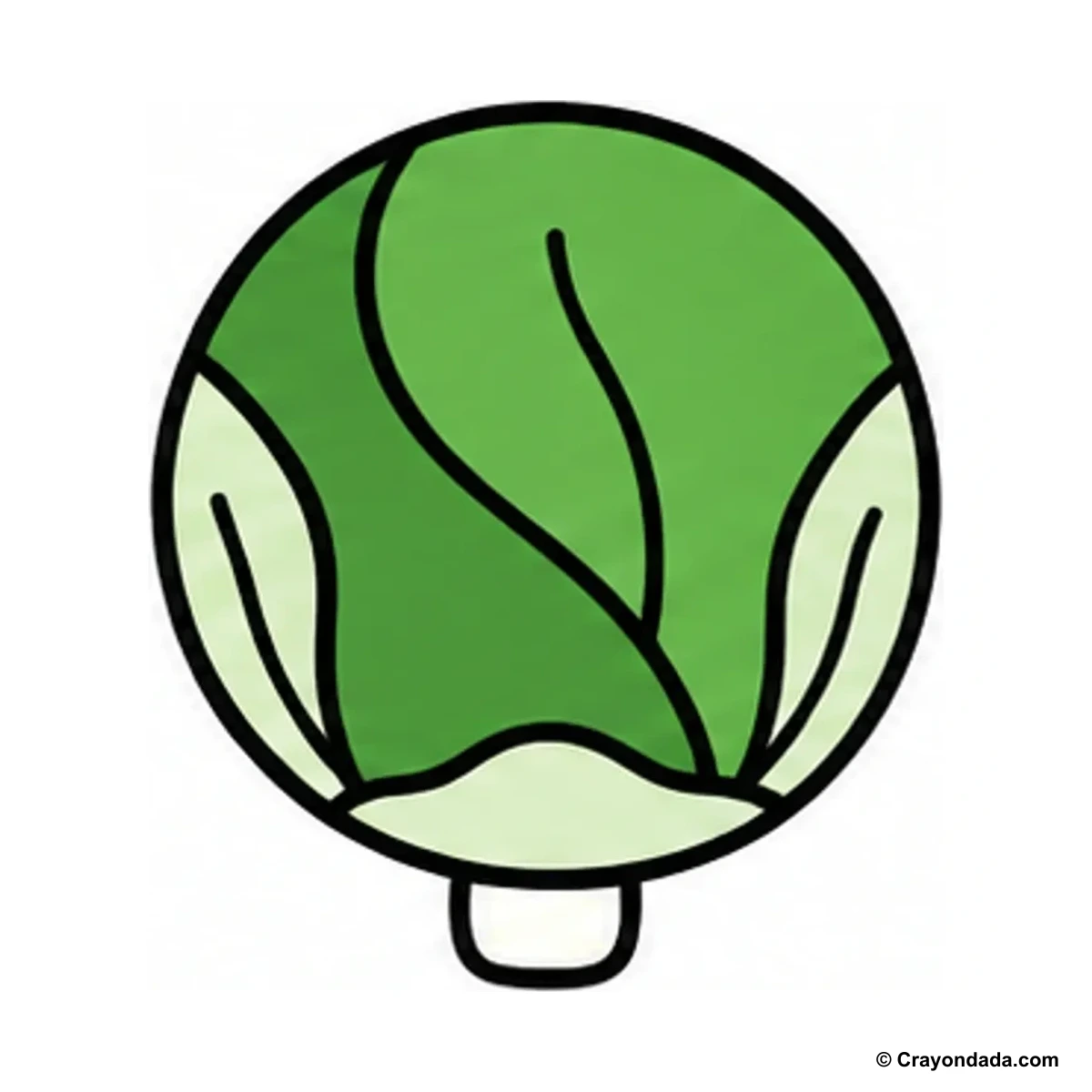How to Draw a Brussels Sprout finished drawing