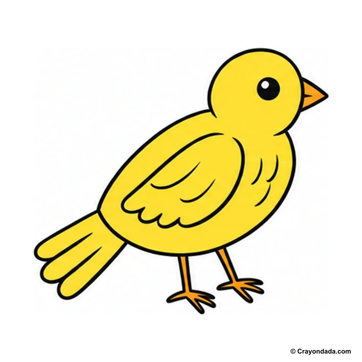 How to Draw a Canary finished drawing