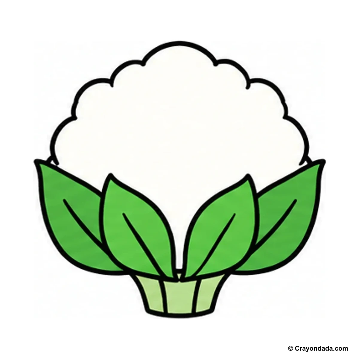 How to Draw a Cauliflower finished drawing