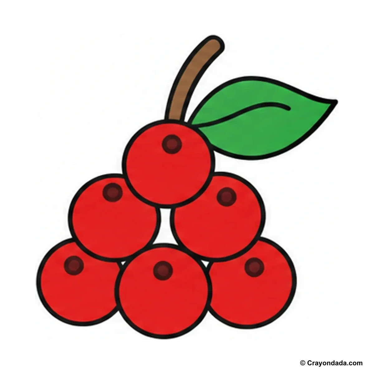 How to Draw a Cranberry Bunch finished drawing