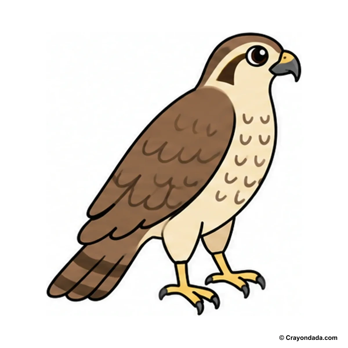 How to Draw a Falcon finished drawing