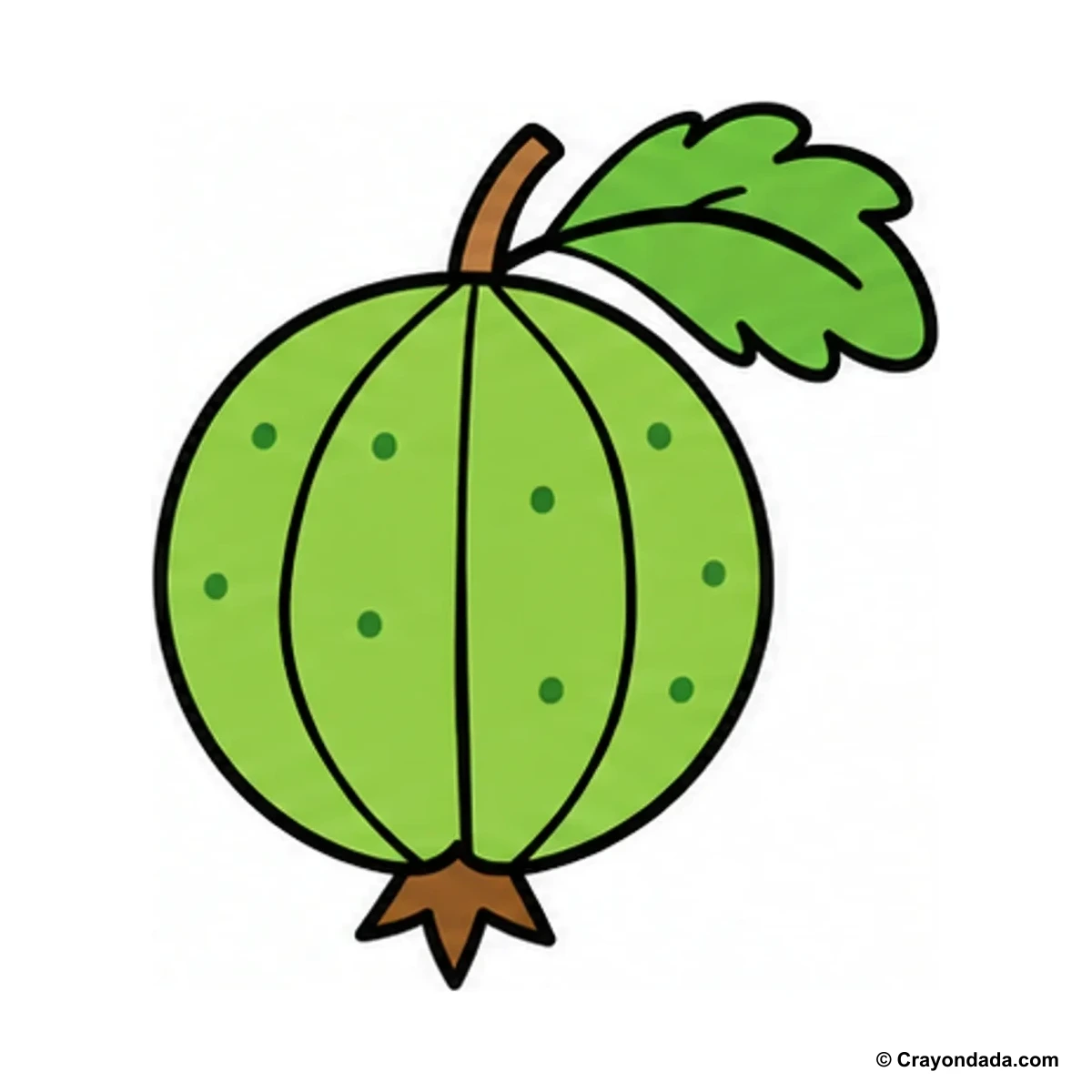 How to Draw a Gooseberry finished drawing