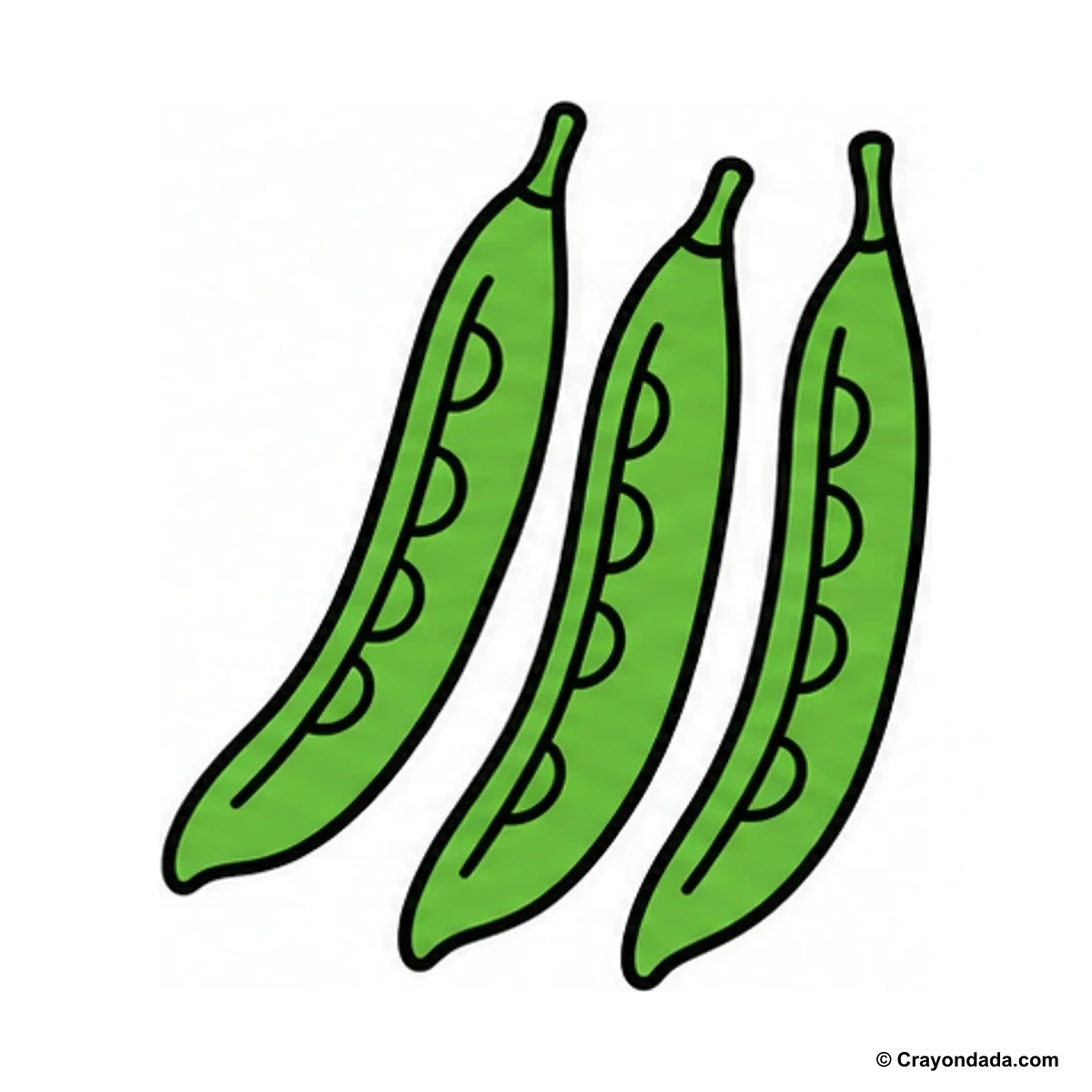 How to Draw Green Beans finished drawing