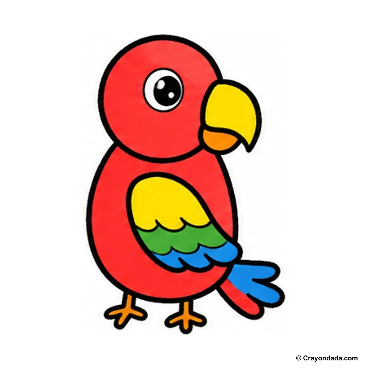 How to Draw a Happy Parrot finished drawing