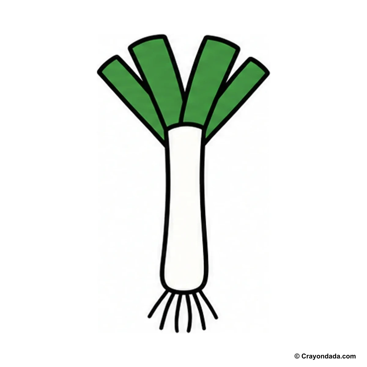 How to Draw a Leek finished drawing