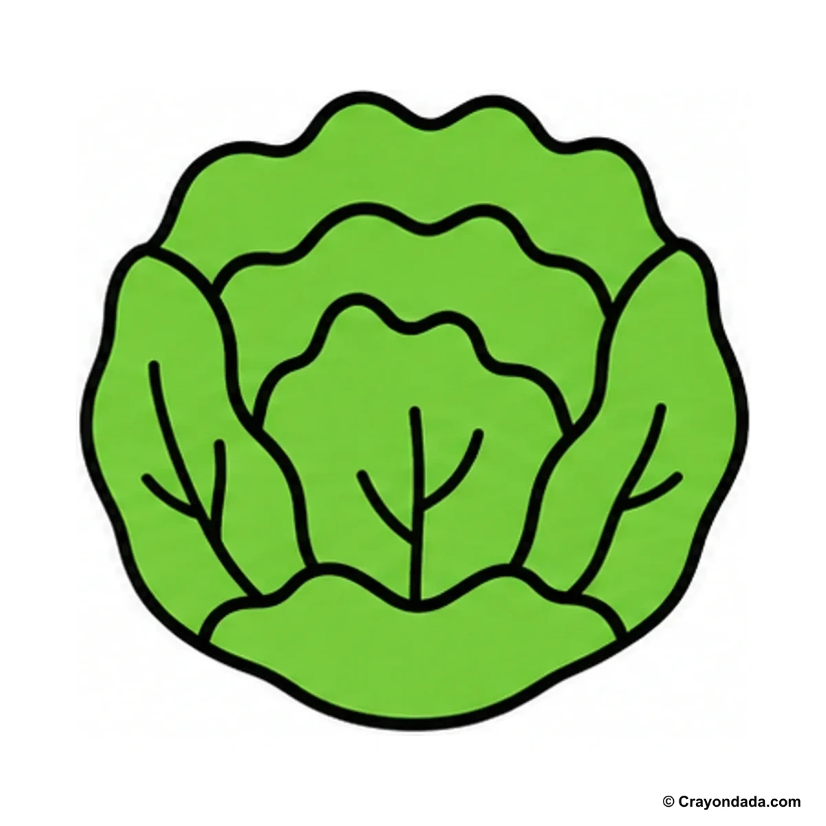 How to Draw Lettuce finished drawing