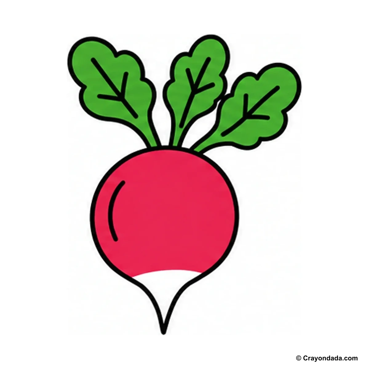 How to Draw a Radish finished drawing