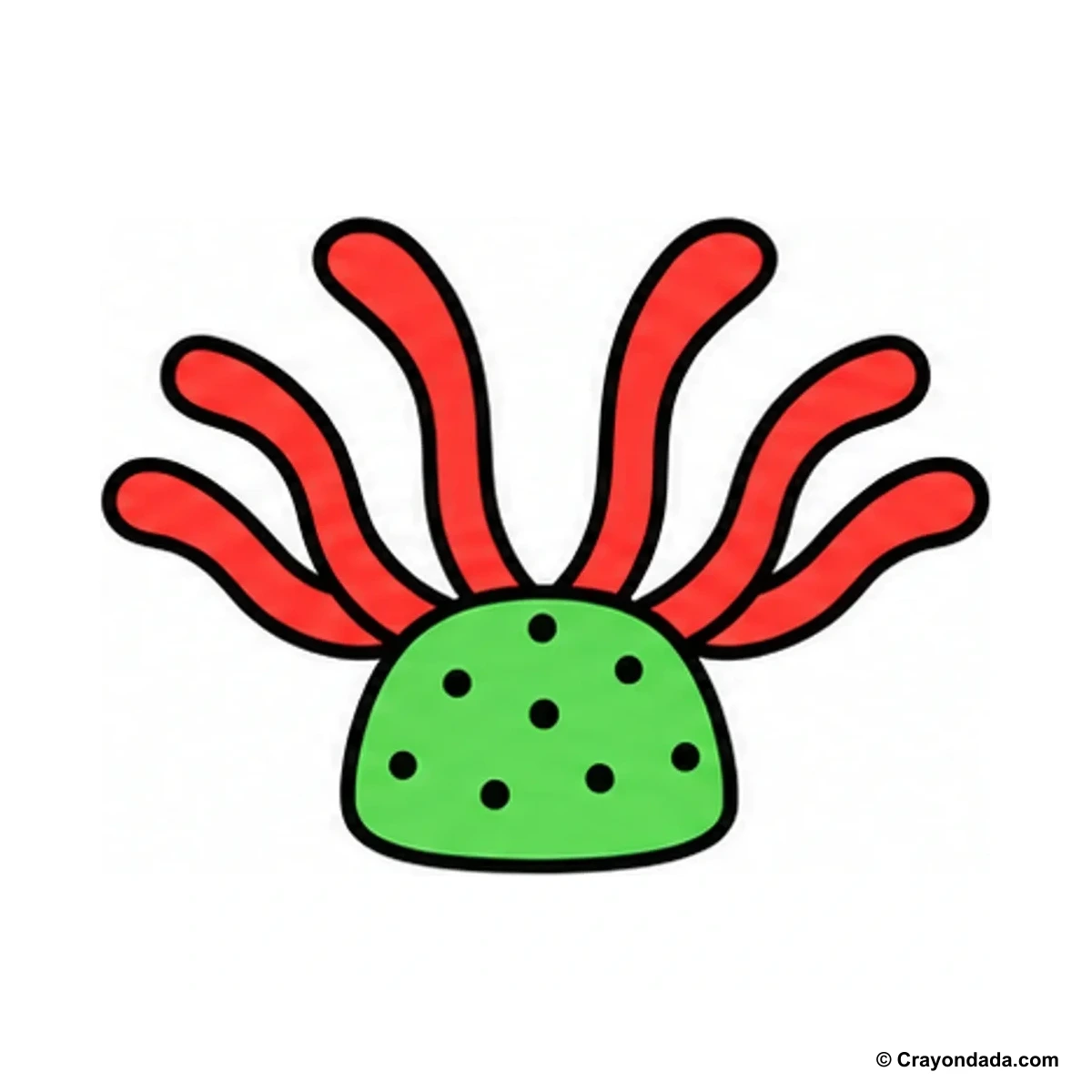 How to Draw a Sea Anemone finished drawing