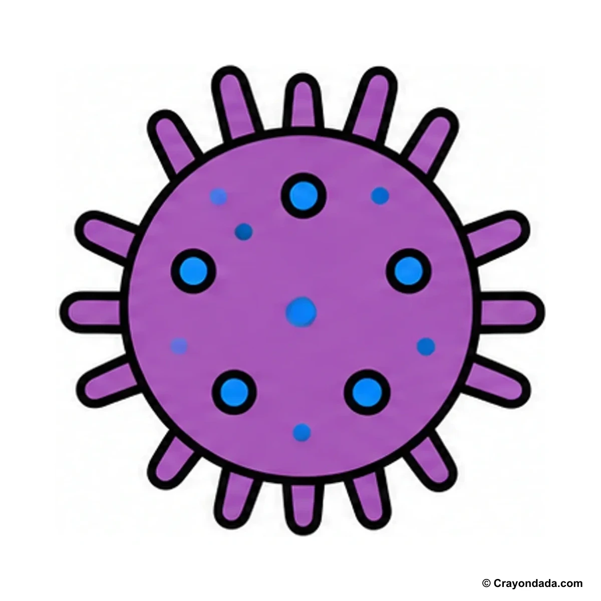 How to Draw a Sea Urchin finished drawing