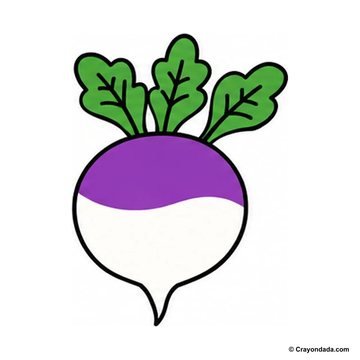 How to Draw a Turnip finished drawing